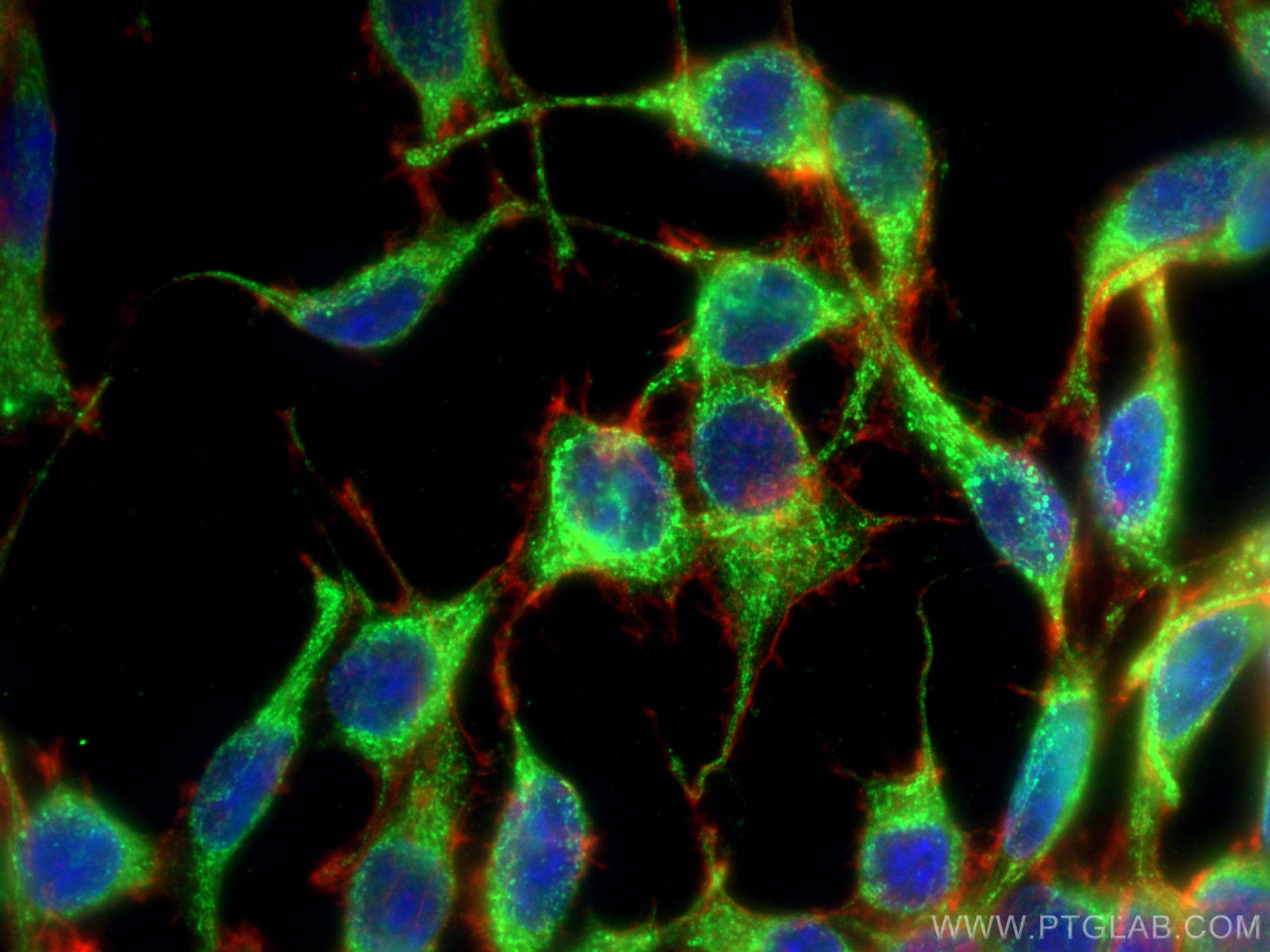 Immunofluorescence (IF) / fluorescent staining of C6 cells using LONP1 Monoclonal antibody (66043-1-Ig)