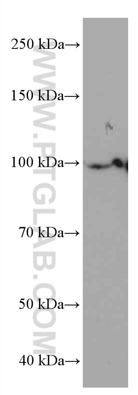 Western Blot (WB) analysis of HSC-T6 cells using LONP1 Monoclonal antibody (66043-1-Ig)