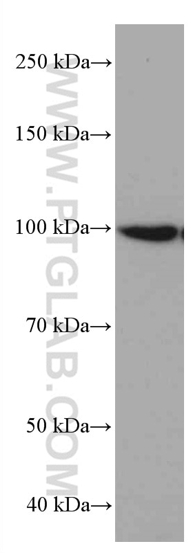 Western Blot (WB) analysis of HEK-293 cells using LONP1 Monoclonal antibody (66043-1-Ig)