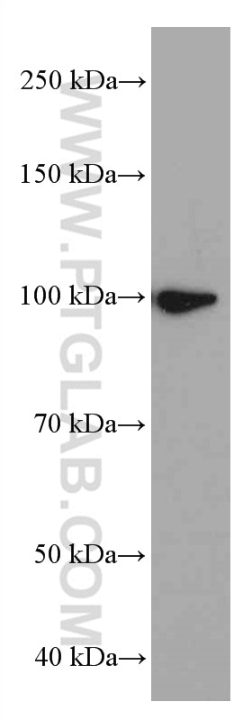 Western Blot (WB) analysis of L02 cells using LONP1 Monoclonal antibody (66043-1-Ig)