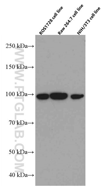 Western Blot (WB) analysis of various lysates using LONP1 Monoclonal antibody (66043-1-Ig)