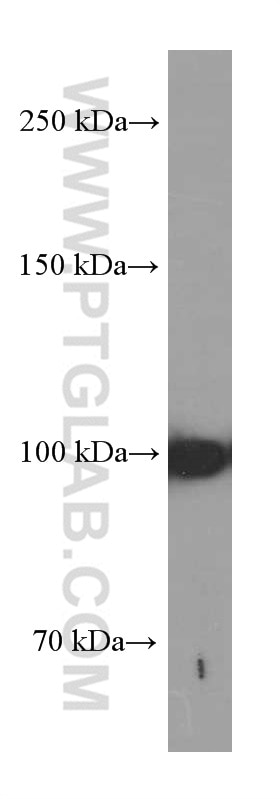 Western Blot (WB) analysis of RAW 264.7 cells using LONP1 Monoclonal antibody (66043-1-Ig)