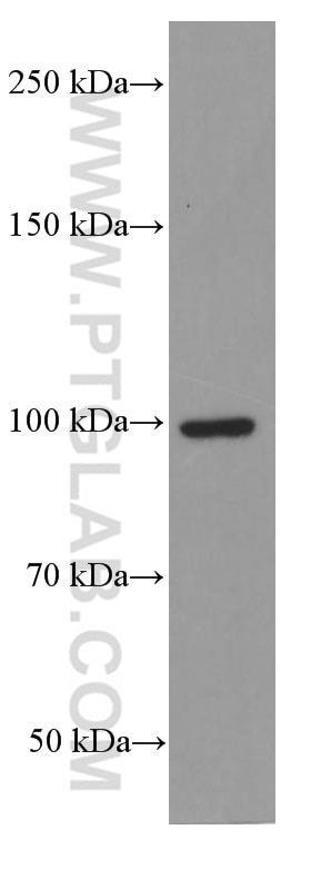 Western Blot (WB) analysis of Jurkat cells using LONP1 Monoclonal antibody (66043-1-Ig)