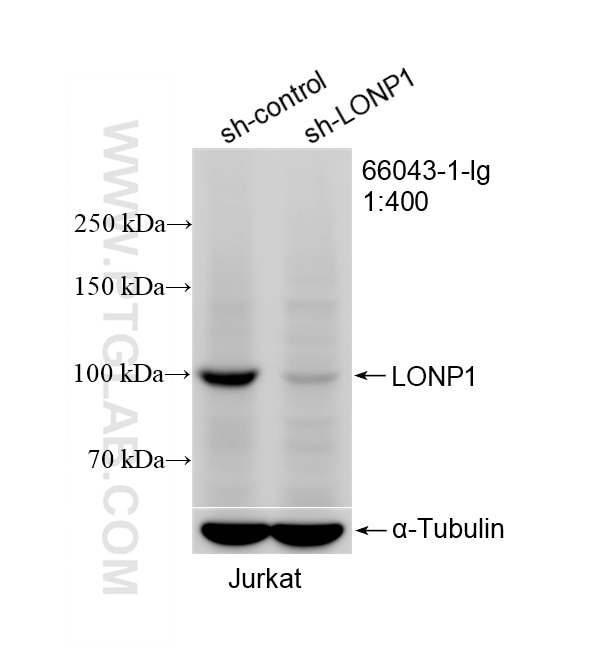 WB result of LONP1 antibody (66043-1-Ig; 1:400; incubated at room temperature for 1.5 hours) with sh-Control and sh-LONP1 transfected Jurkat cells. This data was developed using the same antibody clone with 66043-1-PBS in a different storage buffer formulation. Western Blot (WB) analysis of Jurkat cells using LONP1 Monoclonal antibody (66043-1-Ig)