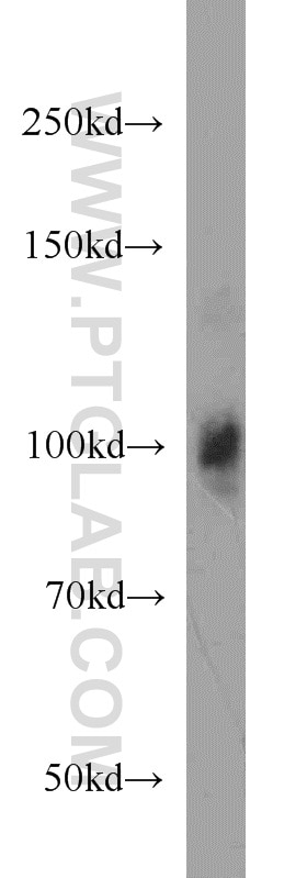 Western Blot (WB) analysis of human heart tissue using LONP1 Monoclonal antibody (66043-1-Ig)