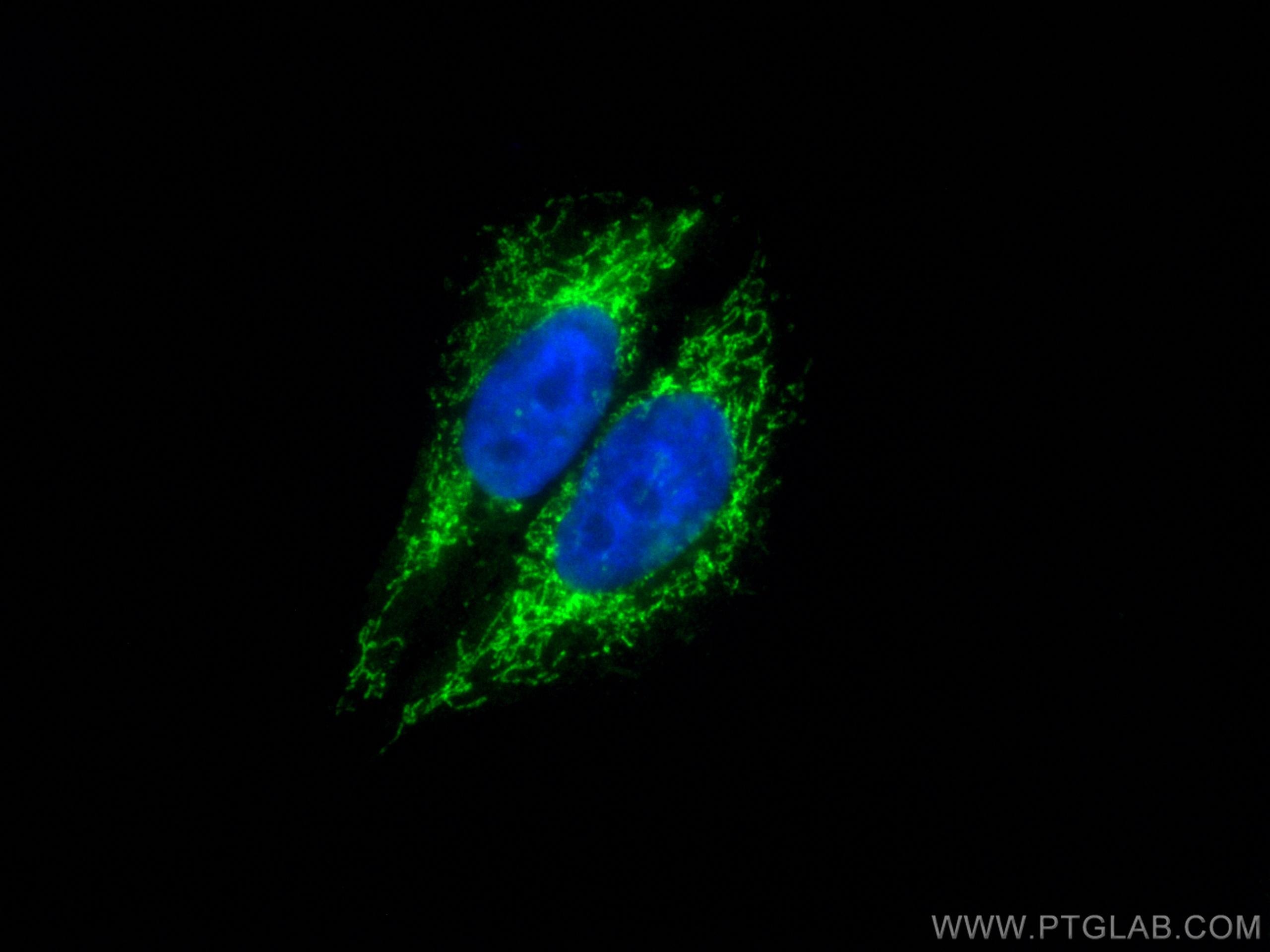 Immunofluorescence (IF) / fluorescent staining of HepG2 cells using CoraLite® Plus 488-conjugated LONP1 Polyclonal ant (CL488-15440)