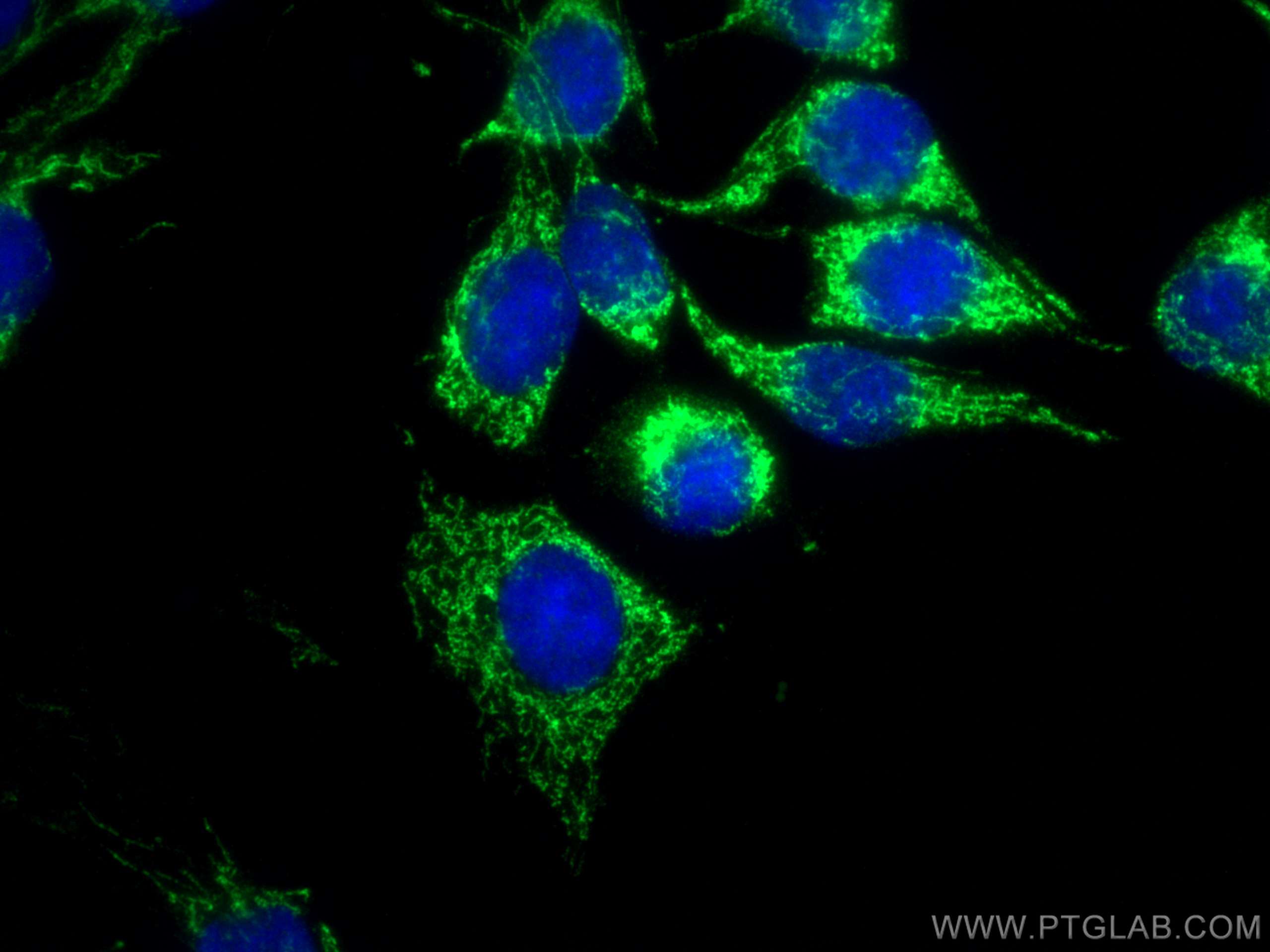 Immunofluorescence (IF) / fluorescent staining of C6 cells using CoraLite® Plus 488-conjugated LONP1 Monoclonal ant (CL488-66043)