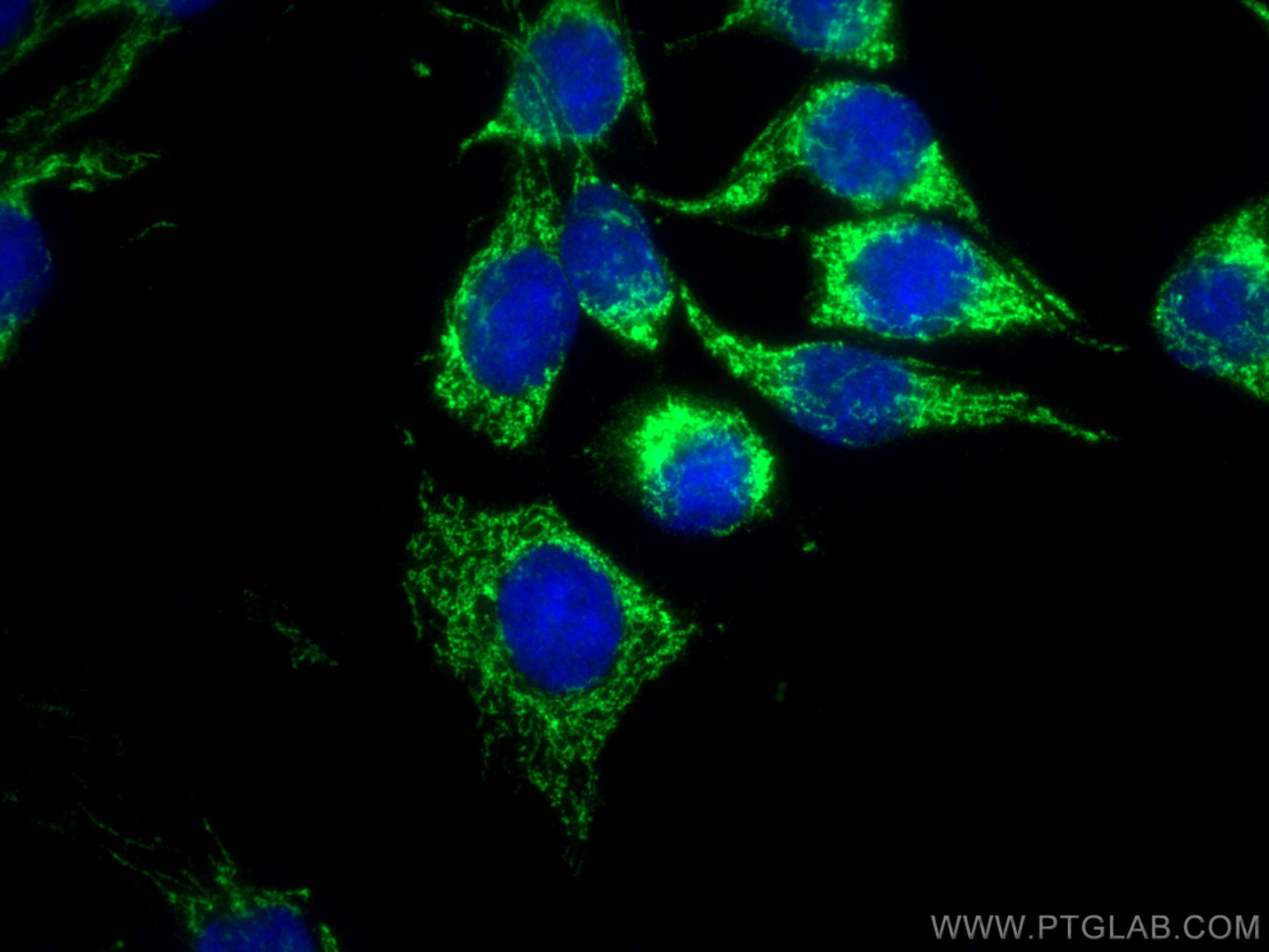 IF Staining of C6 using CL488-66043