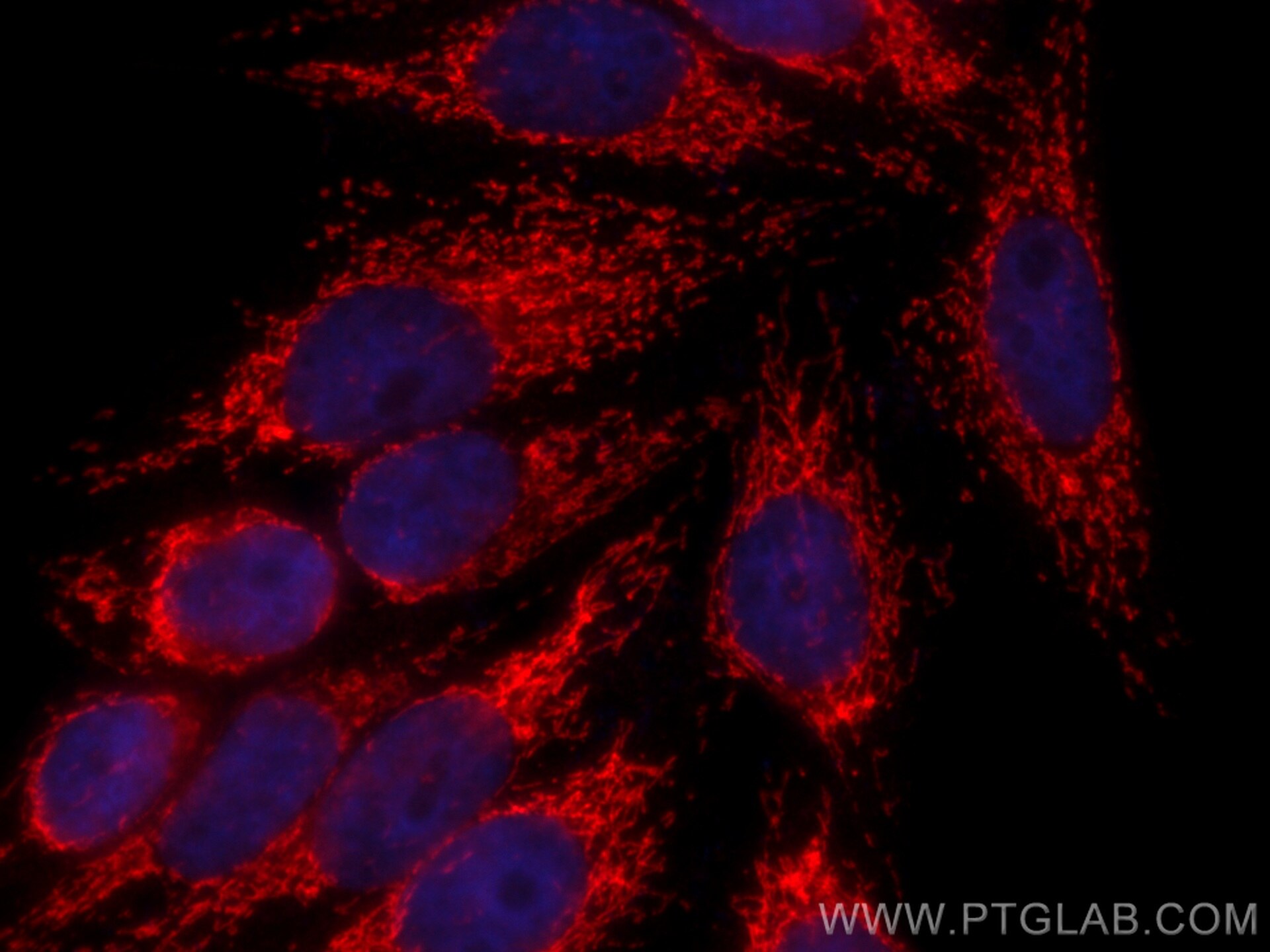 Immunofluorescence (IF) / fluorescent staining of HepG2 cells using CoraLite®594-conjugated LONP1 Polyclonal antibody (CL594-15440)