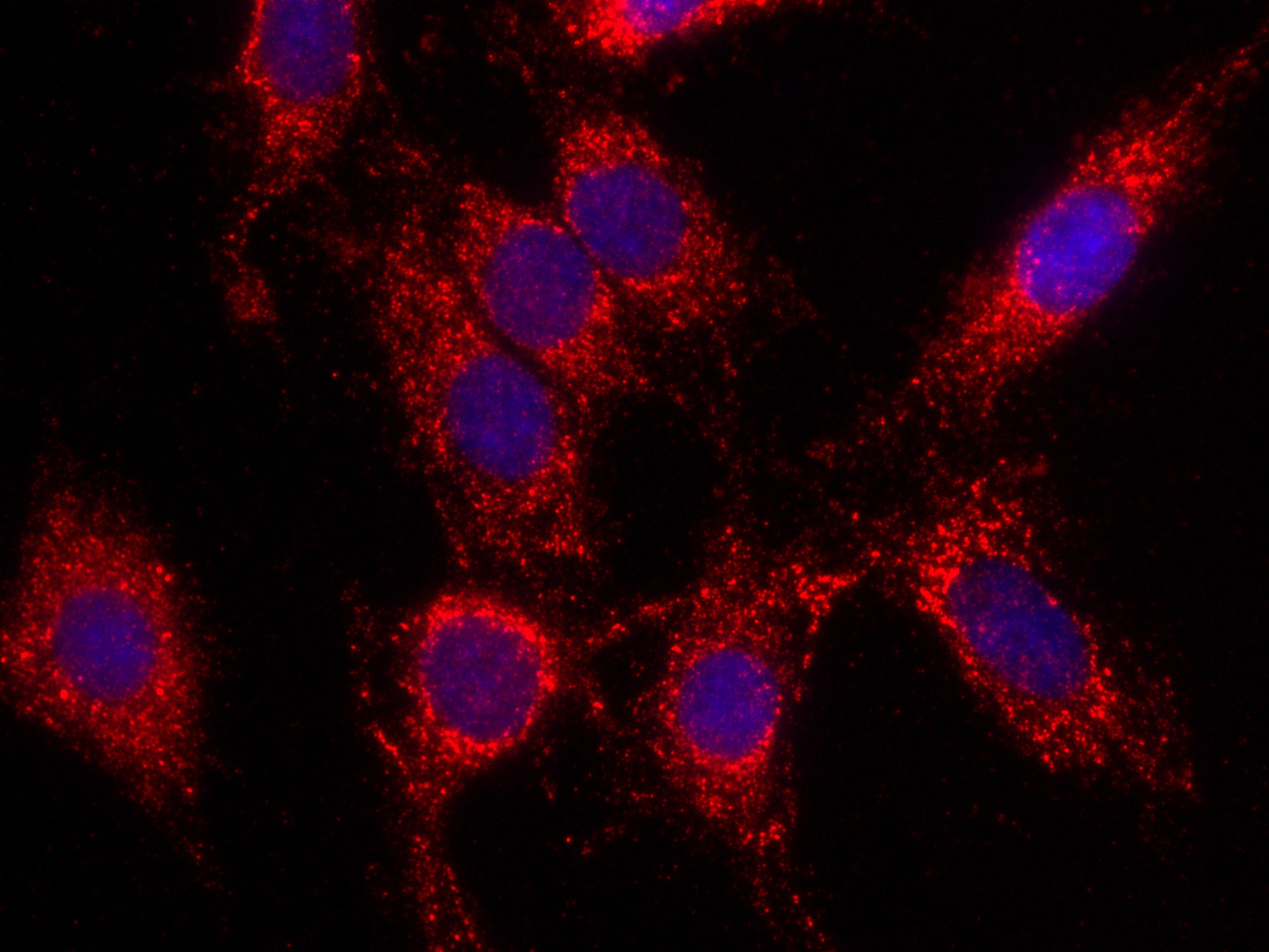 Immunofluorescence (IF) / fluorescent staining of C6 cells using CoraLite®594-conjugated LONP1 Monoclonal antibody (CL594-66043)