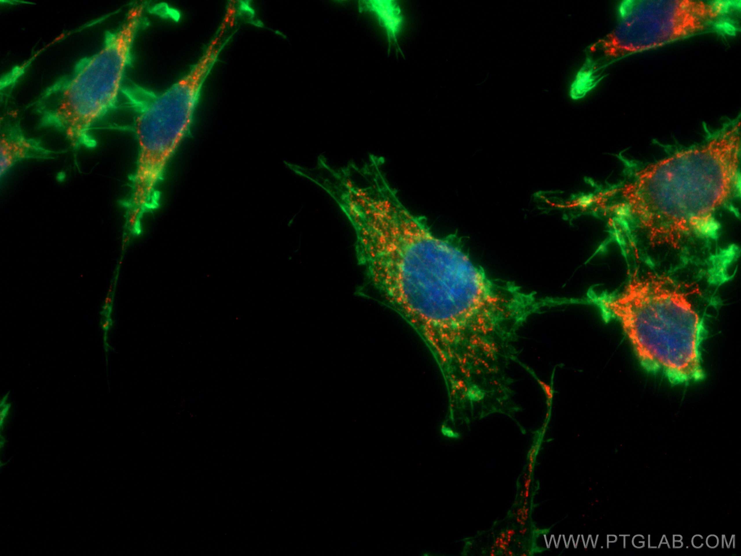 IF Staining of C6 using CL594-66043