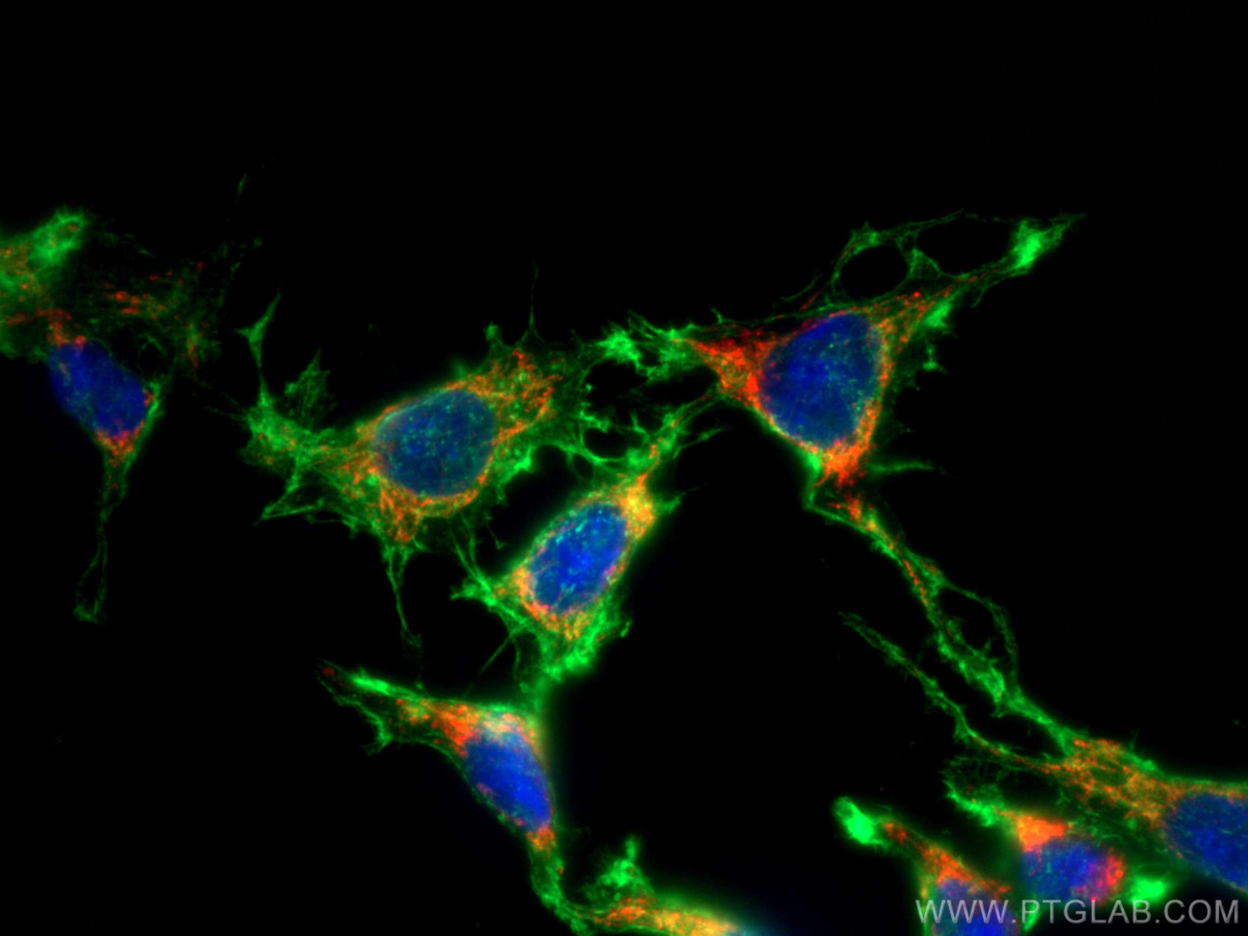 Immunofluorescence (IF) / fluorescent staining of C6 cells using CoraLite®594-conjugated LONP1 Monoclonal antibody (CL594-66043)