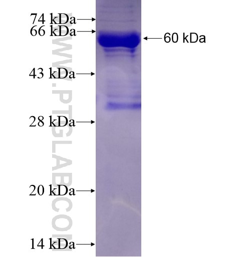 LONP1 fusion protein Ag7196 SDS-PAGE