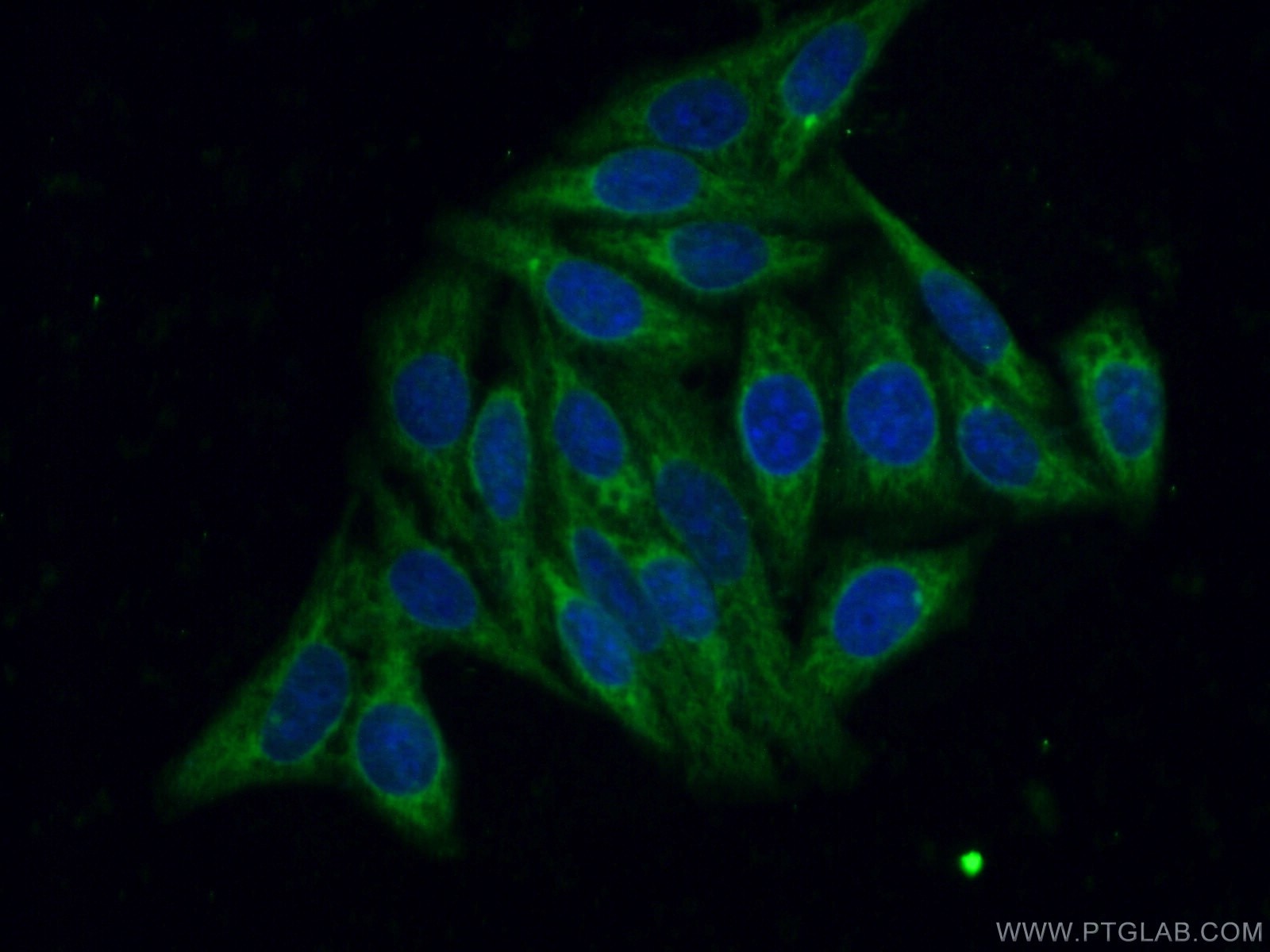 Immunofluorescence (IF) / fluorescent staining of HepG2 cells using LONP2 Polyclonal antibody (18035-1-AP)