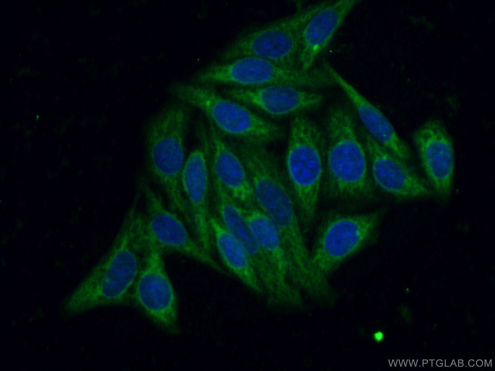 IF Staining of HepG2 using 18035-1-AP