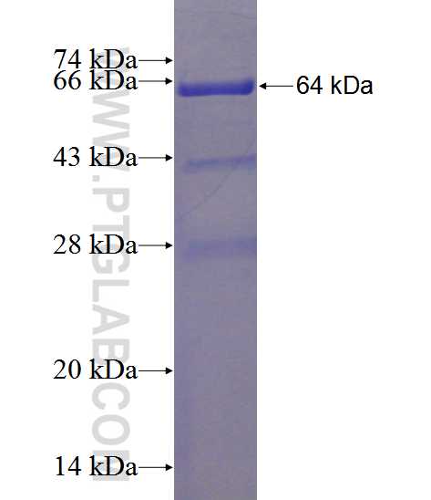 LONP2 fusion protein Ag12650 SDS-PAGE