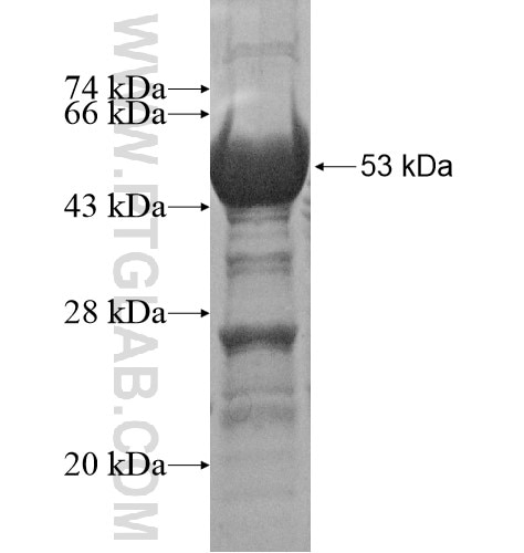 LONRF3 fusion protein Ag15924 SDS-PAGE