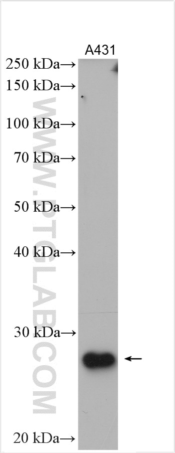 Western Blot (WB) analysis of A431 cells using Loricrin Polyclonal antibody (55439-1-AP)