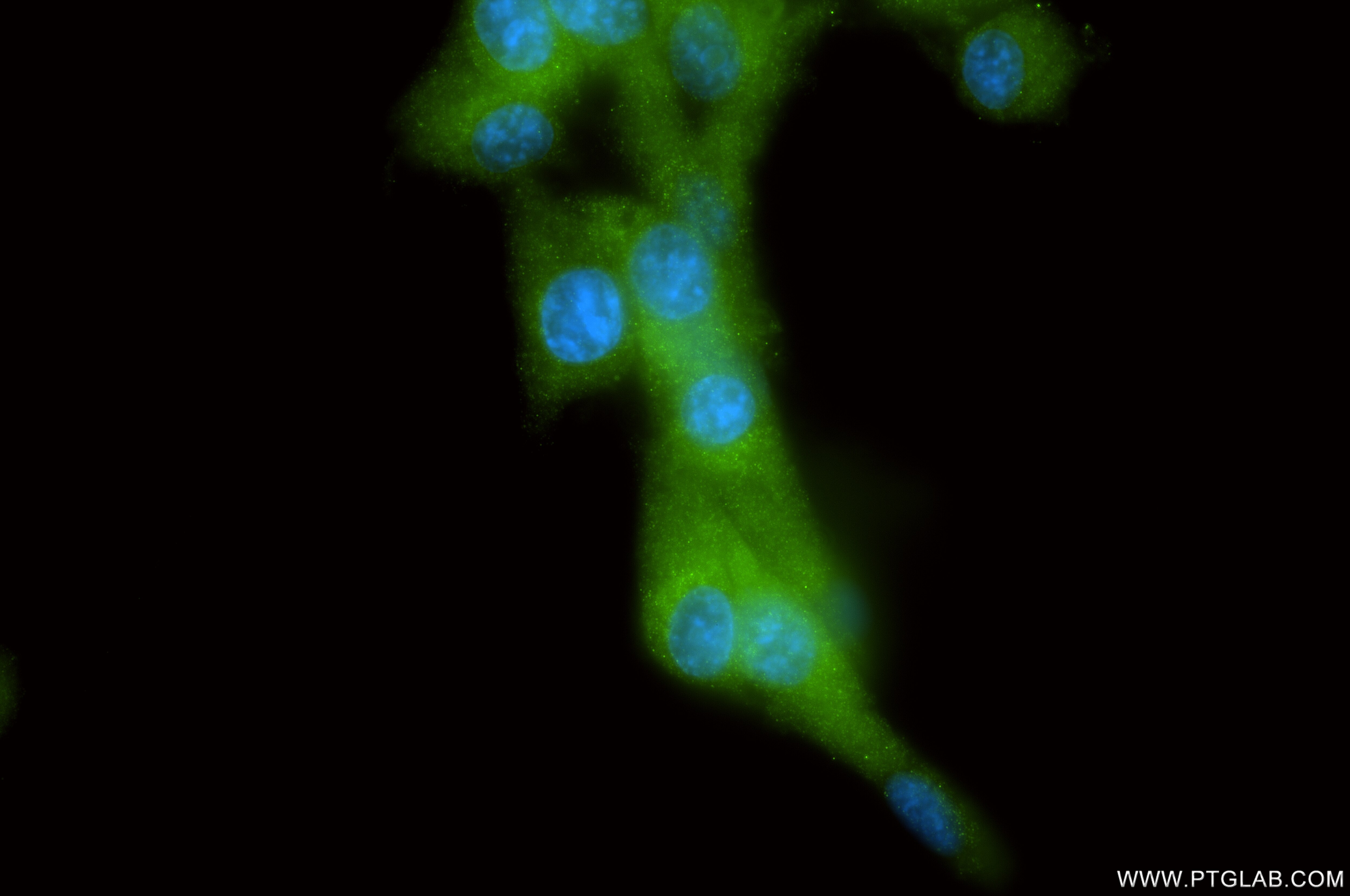 IF Staining of U-87 MG using 86534-1-RR (same clone as 86534-1-PBS) Immunofluorescence (IF) / fluorescent staining of U-87 MG cells using LOXL1 Recombinant monoclonal antibody (86534-1-RR)