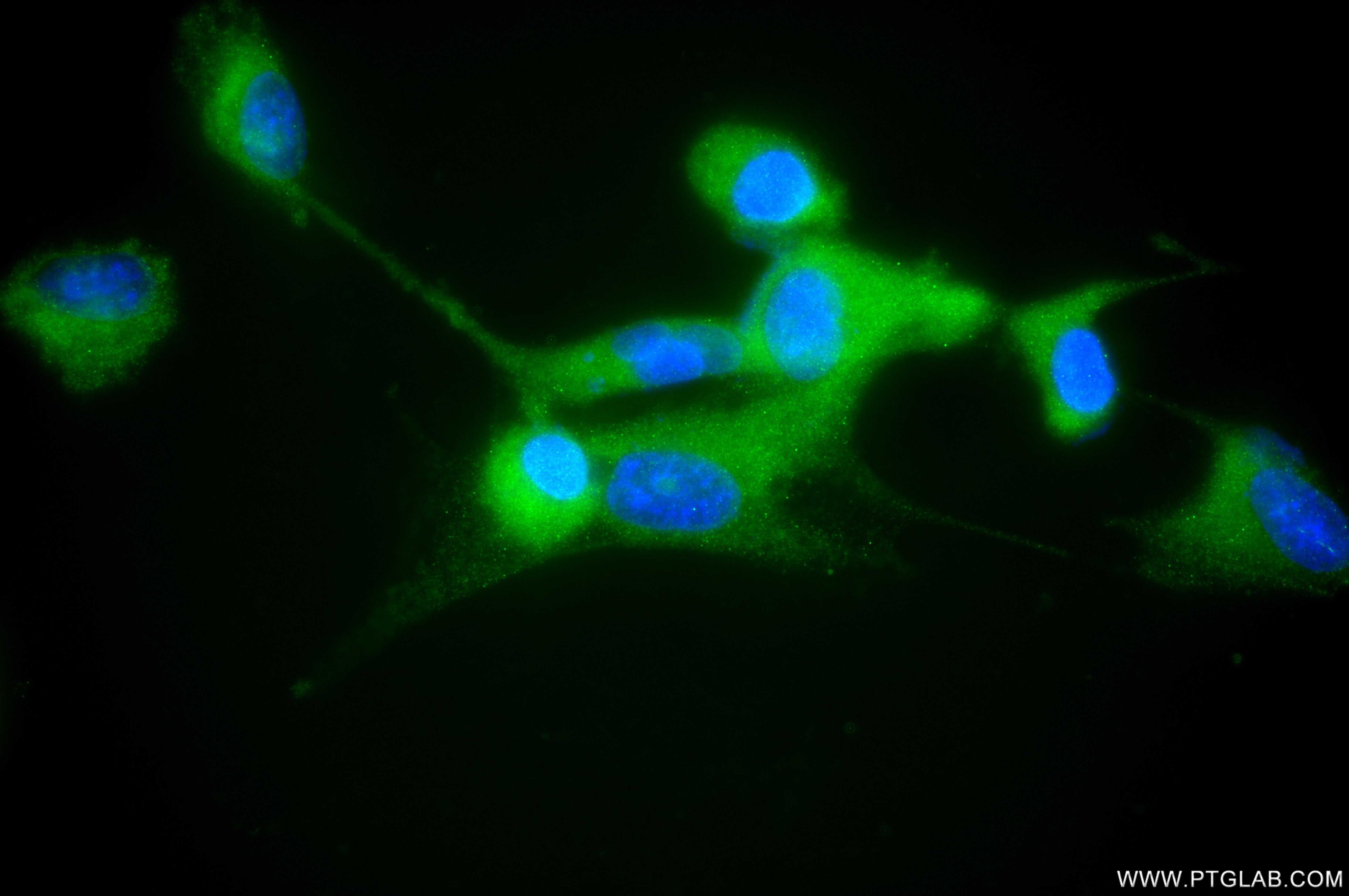 Immunofluorescence (IF) / fluorescent staining of U-87 MG cells using LOXL1 Recombinant monoclonal antibody (86534-2-RR)