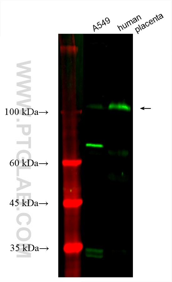 Western Blot (WB) analysis of various lysates using CoraLite® Plus 488-conjugated LOXL2 Monoclonal ant (CL488-67139)