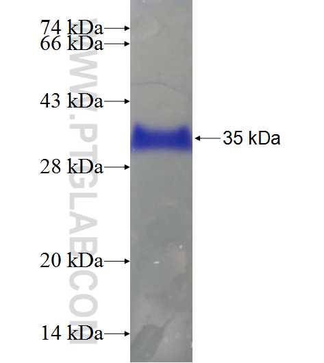 LOXL2 fusion protein Ag24397 SDS-PAGE