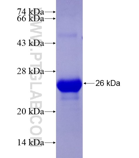 LOXL2 fusion protein Ag28566 SDS-PAGE