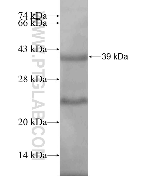 LOXL4 fusion protein Ag20306 SDS-PAGE