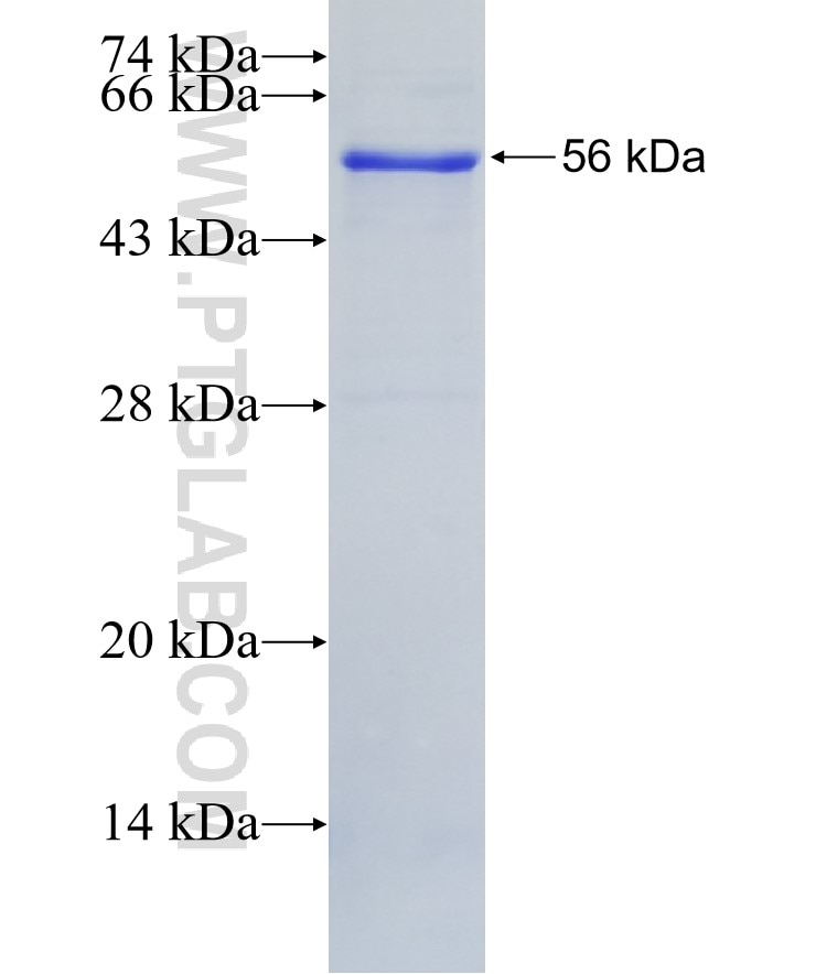 LOXL4 fusion protein Ag2669 SDS-PAGE