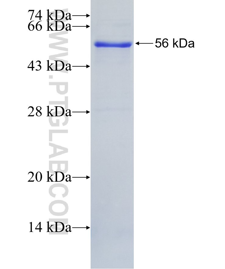 LOXL4 fusion protein Ag2669 SDS-PAGE