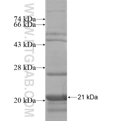 LPAL2 fusion protein Ag15715 SDS-PAGE