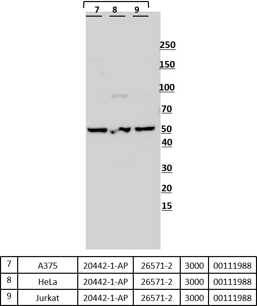 Western Blot (WB) analysis of various lysates using EDG2/LPA1 Polyclonal antibody (20442-1-AP)