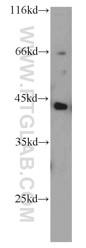 Western Blot (WB) analysis of mouse brain tissue using EDG2 Polyclonal antibody (20442-1-AP)