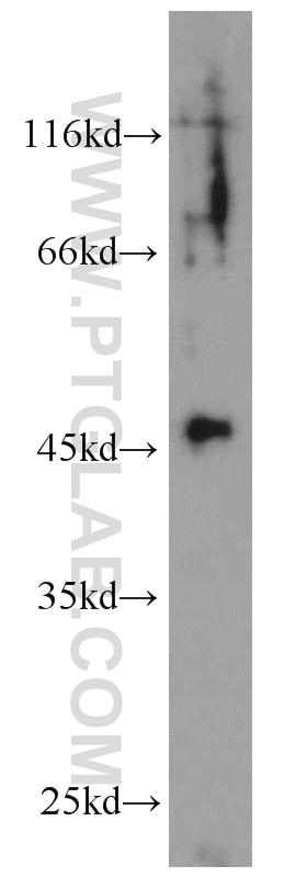 Western Blot (WB) analysis of A375 cells using EDG2 Polyclonal antibody (20442-1-AP)