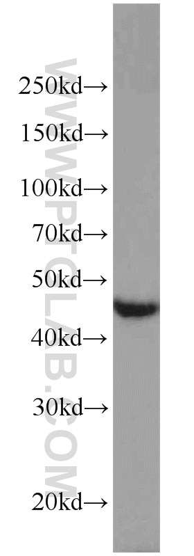 Western Blot (WB) analysis of Jurkat cells using EDG2 Polyclonal antibody (20442-1-AP)