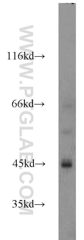 Western Blot (WB) analysis of HeLa cells using EDG2 Polyclonal antibody (20442-1-AP)