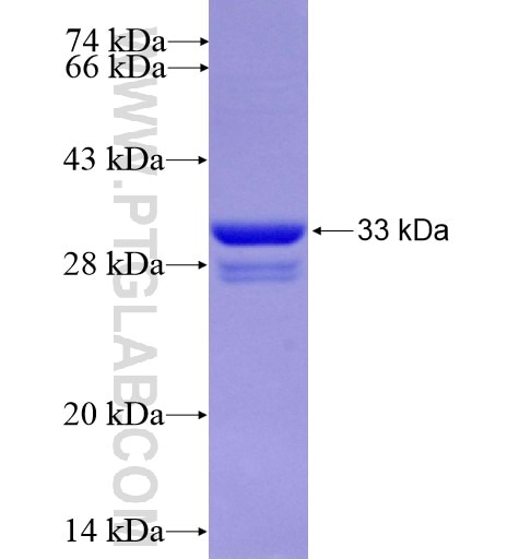 LPAR1,EDG2 fusion protein Ag14253 SDS-PAGE