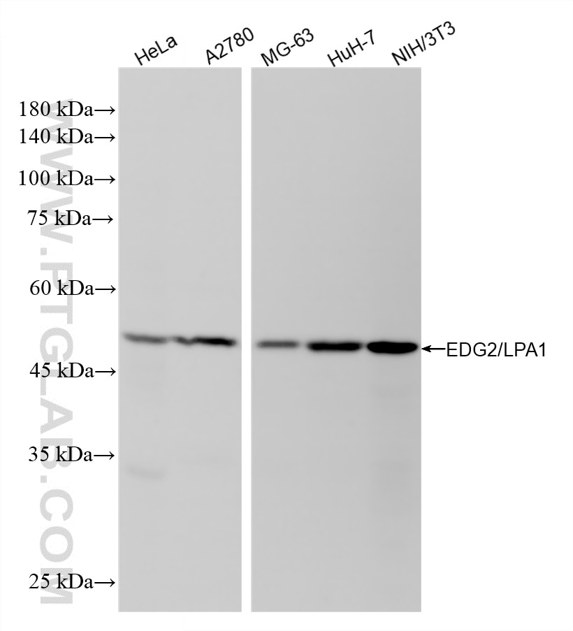 WB analysis using 86655-2-RR Western Blot (WB) analysis of various lysates using LPAR1,EDG2 Recombinant monoclonal antibody (86655-2-RR)