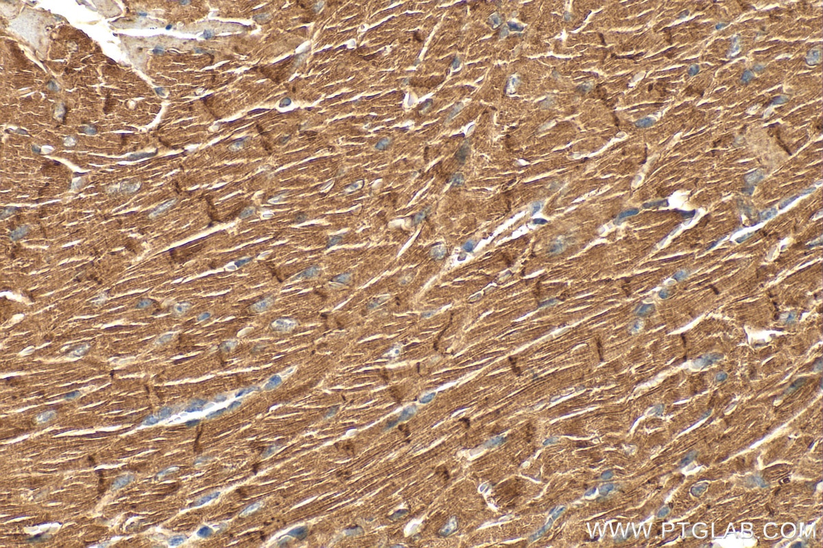 Immunohistochemistry (IHC) staining of mouse heart tissue using EDG7-Specific Polyclonal antibody (19509-1-AP)