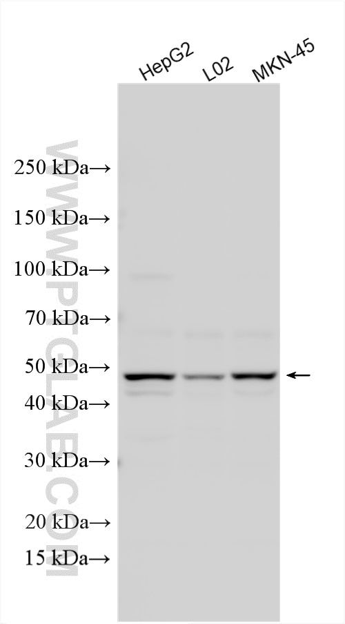 Western Blot (WB) analysis of various lysates using EDG7-Specific Polyclonal antibody (19509-1-AP)