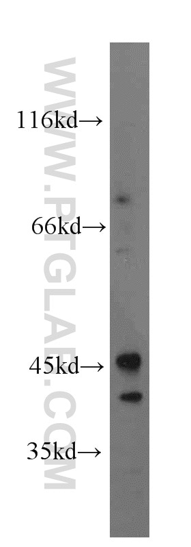 Western Blot (WB) analysis of human testis tissue using EDG7-Specific Polyclonal antibody (19509-1-AP)