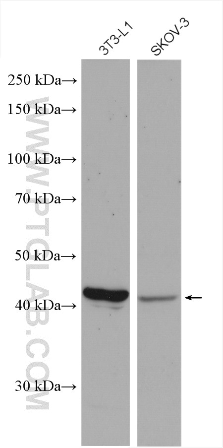 Western Blot (WB) analysis of various lysates using LPAR4 Polyclonal antibody (22165-1-AP)