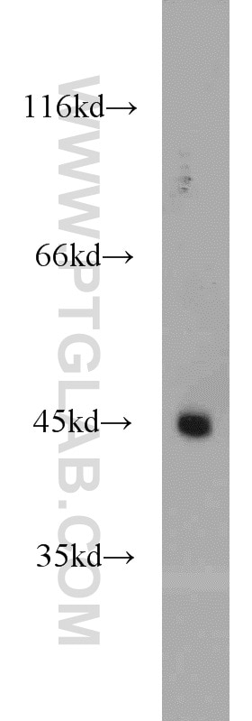 LPAR4 Polyclonal antibody