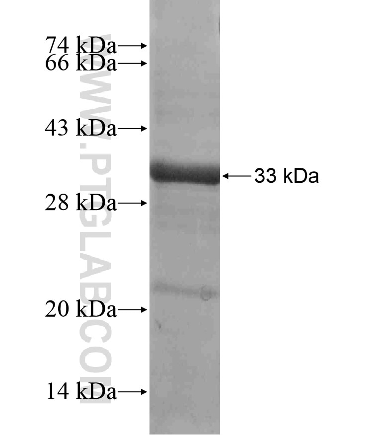 LPAR4 fusion protein Ag17817 SDS-PAGE
