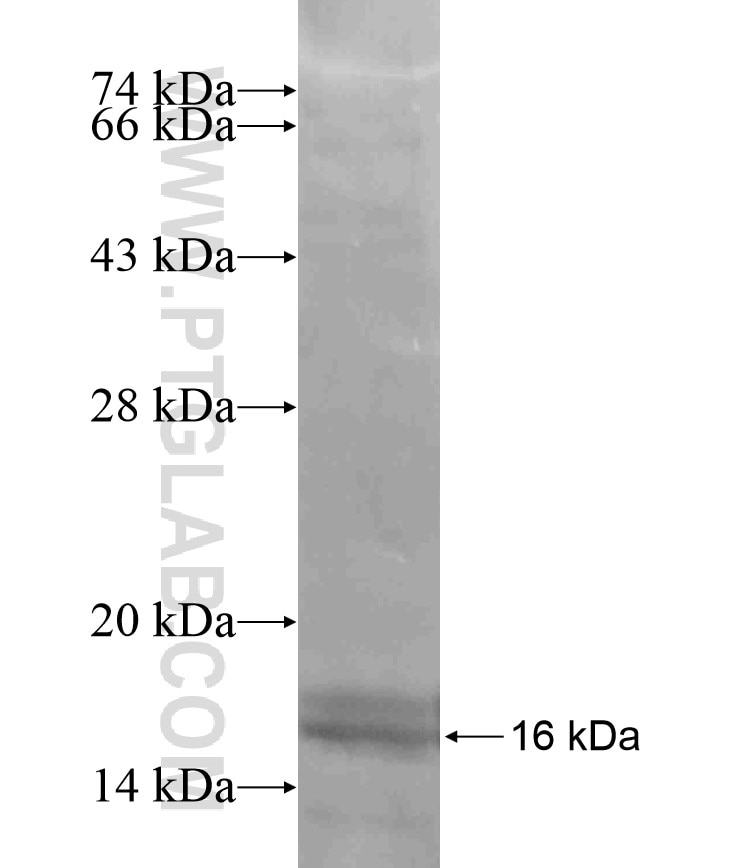 LPAR4 fusion protein Ag17901 SDS-PAGE