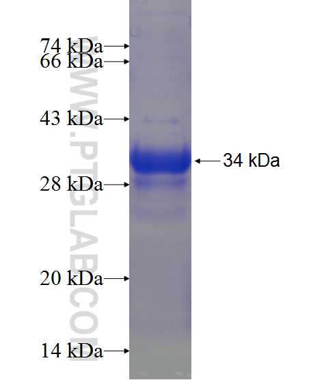 LPAR5 fusion protein Ag24253 SDS-PAGE