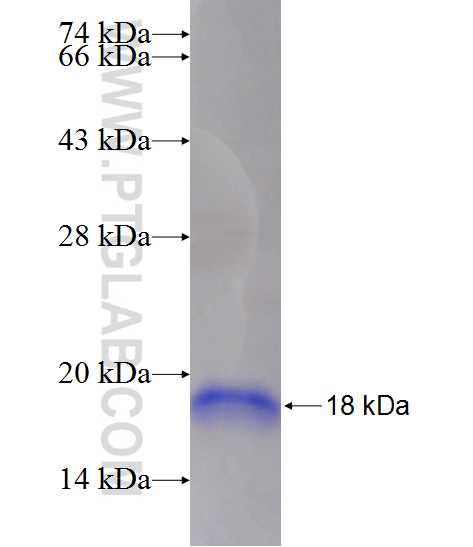 LPAR5 fusion protein Ag24523 SDS-PAGE