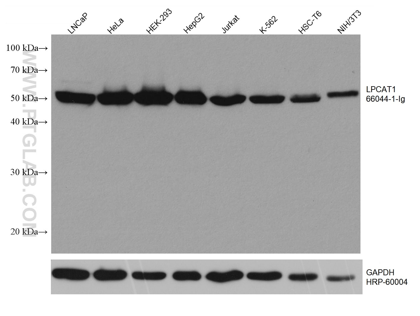 Western Blot (WB) analysis of various lysates using LPCAT1 Monoclonal antibody (66044-1-Ig)