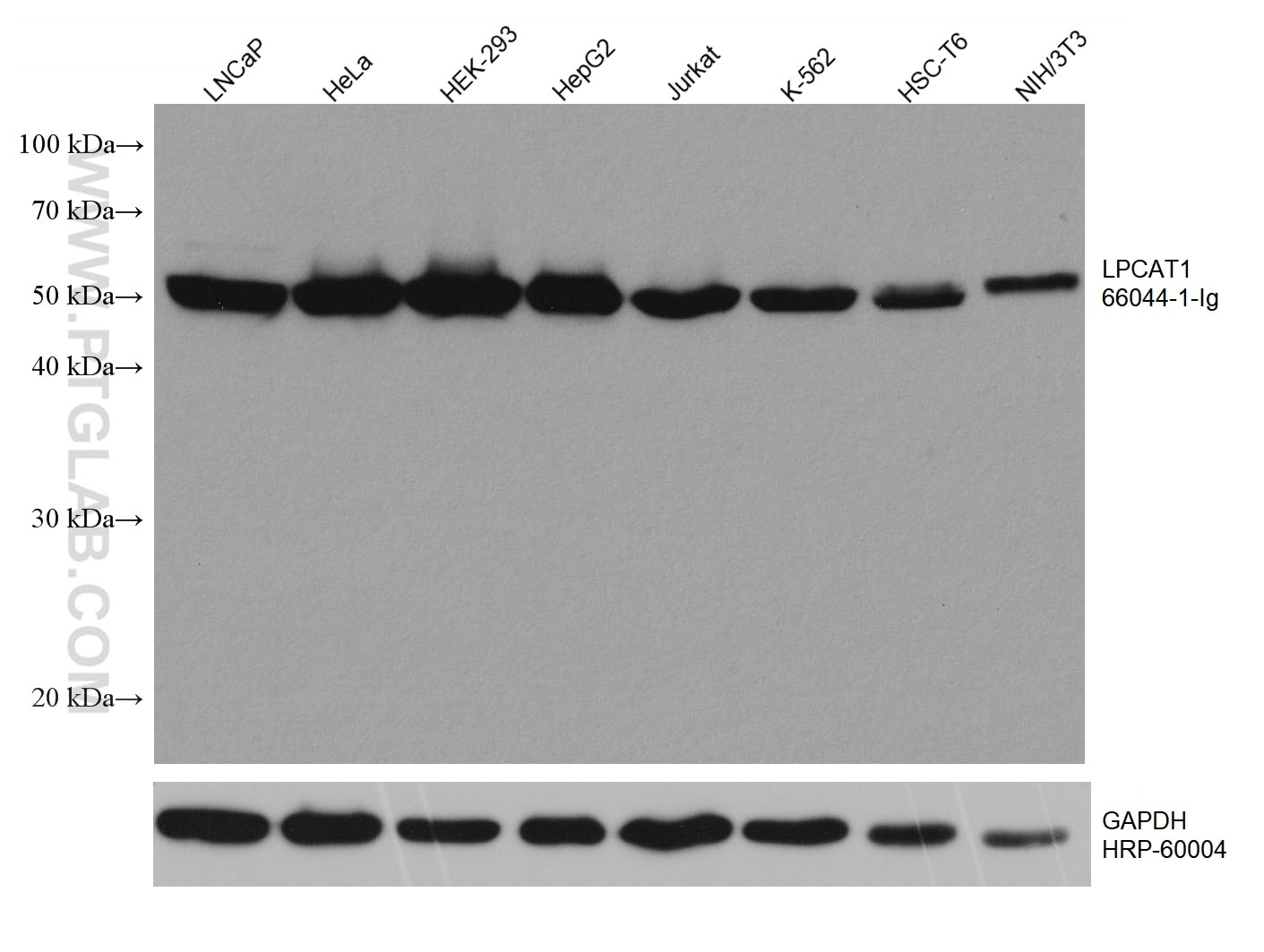 WB analysis using 66044-1-Ig