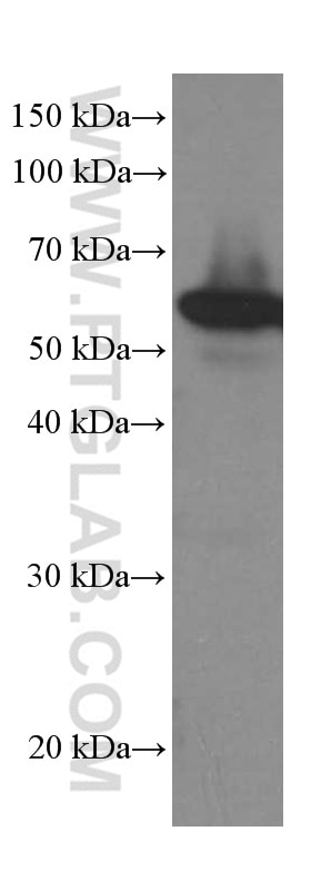 Western Blot (WB) analysis of MCF-7 cells using LPCAT1 Monoclonal antibody (66044-1-Ig)